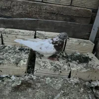 کبوتر باشی رهلی|پرنده|مرند, |دیوار