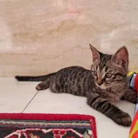 واگذاری بچه گربه