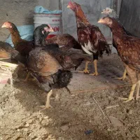 مرغ لاری|حیوانات مزرعه|رباط‌کریم, شترخوار|دیوار