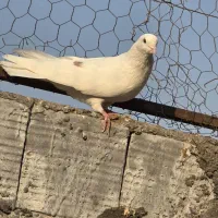 کبوتر جفت کنی