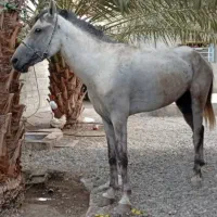 سلام دوعدد اسب دارم