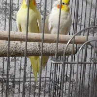 یک جفت طوطی عروس بالغ|پرنده|ساری, |دیوار