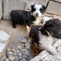 توله اشپیدز|سگ|مشهد, تبادکان|دیوار