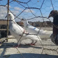 کبوترر|پرنده|اسفراین, |دیوار