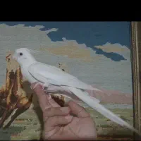 عروس هلندی آلبینو دستی و آهویی دستی وسیامون سخنگو