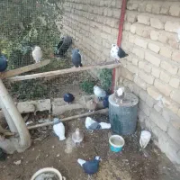 کبوتر|پرنده|صدرا-فارس, فاز ۱|دیوار