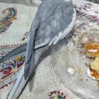 عروس هلندی.پرنده.عروس پاریس.گم شده