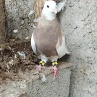 کبوتر طوقی