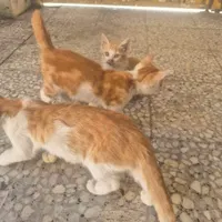 واگذاری ۳ بچه گربه