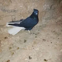 کبوتر|پرنده|اسفرورین, |دیوار