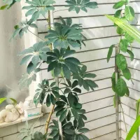 حراج گل سوسن وشفلرا از ۳۰۰تا950