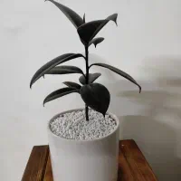 گل و گلدان مناسب هدیه