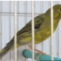 قناری سبز زیتونی ۸ ماهه