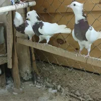 طوقی و دمگیر|پرنده|اصفهان, شهرک ولیعصر|دیوار
