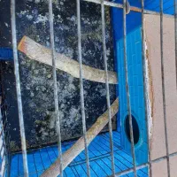 فروش دو عدد فینج