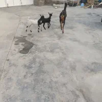 بزه دو قلو جزیزی کهرهاش هردوتاش نر هستش|حیوانات مزرعه|کاکی, |دیوار