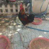 نژاد دار