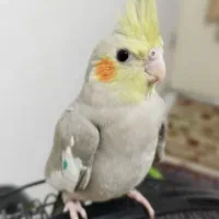 عروس هلندی آهویی|پرنده|کلاچای, |دیوار