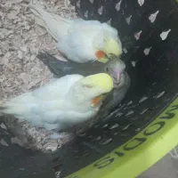عروس هلندی توله
