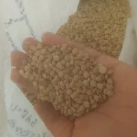 عدس ‌پاک