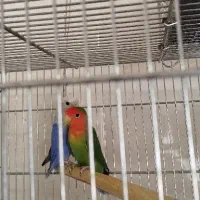طوطی برزیلی مولد ۱۰۰٪