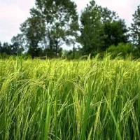 *زمین زراعی3000متری*