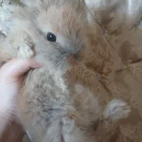 خرگوش لوپ دورگه