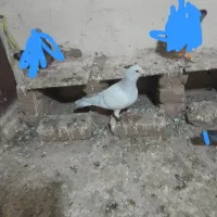 کفتر پاکستانی.