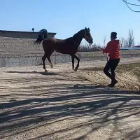 اسب نریان دره شور