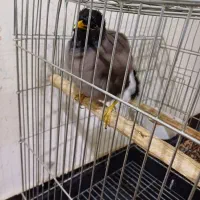 مرغ مینا|پرنده|اهواز, آسیاباد|دیوار