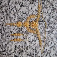 گلوبند و گوشواره طلا