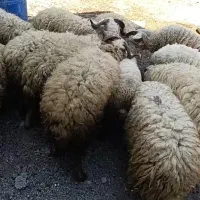 بره نر پرواری