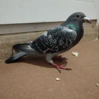 کبوتر|پرنده|اردبیل, |دیوار