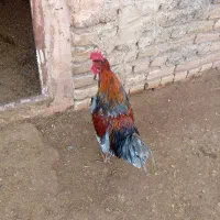 خروس درجه یک