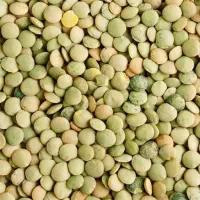 عدس بوجاری درشت