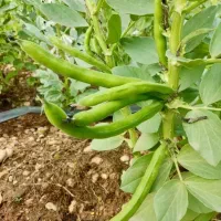 باقلا درجه ۱ تر و تازه