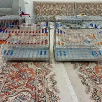 قفس|لوازم جانبی حیوانات|بیجار, |دیوار