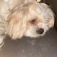 سگ نژاد شیتزو