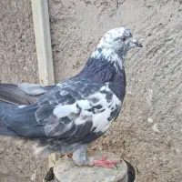 کبوتر گرفتنی|پرنده|قم, در بهشت|دیوار