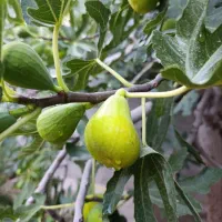 انجیر شیرین