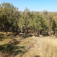 زمین کشاورزی|فروش دفتر صنعتی، کشاورزی، تجاری|سامان, |دیوار