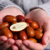 پیش فروش نهال عناب گلابی پیوندی