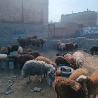 فروش گوسفند زنده بره نرینه و بزغاله نر