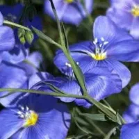 بذر انواع گلهای زیبا