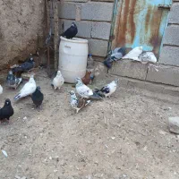 طوقی تهرانی