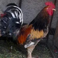 خروس بومی 1سال و ۶ماهشه