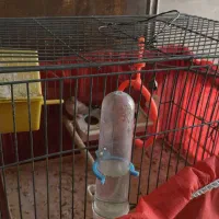 فنچ مولد همراه با تخم|پرنده|فولادشهر, B2|دیوار