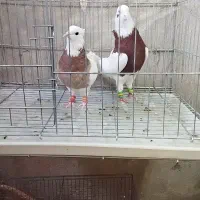 طوقی نرو ماده دهن جور عالی