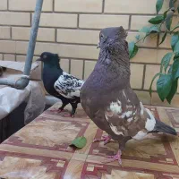 کفتر جفت سینه گووک  سینه سیاه|پرنده|شیراز, عادل آباد|دیوار