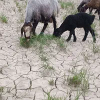 گوسفند افشارشکم دوم بابره ماده